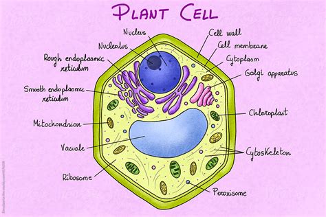 "Plant Cell Anatomy" by Stocksy Contributor "Elena Saurius & Dani Rex ...