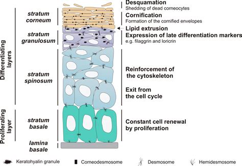 Epidermis structure labels : Biological Science Picture Directory ...