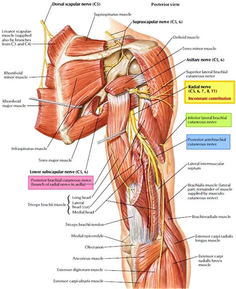 Radial nerve anatomy, radial nerve palsy and radial nerve injury