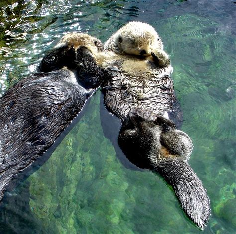 Sea Otters Holding Hands Sleeping