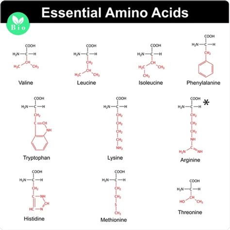 What Do Branched-Chain Amino Acids (BCAAs) Do?