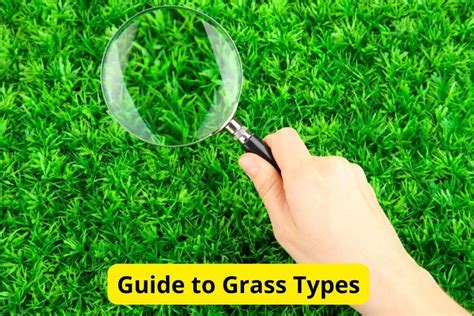 An Ultimate Guide to Grass Types