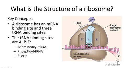 Ribosome subunits