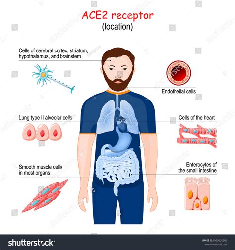 Ace2 Receptor Location 2019-ncov Angiotensin Converting Stock Vector ...