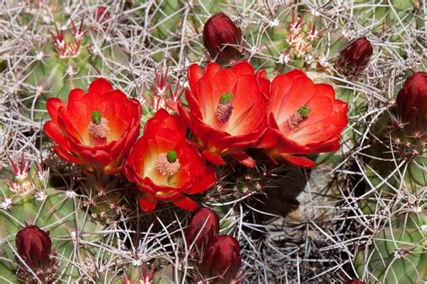 Mojave Desert Animals Adaptations