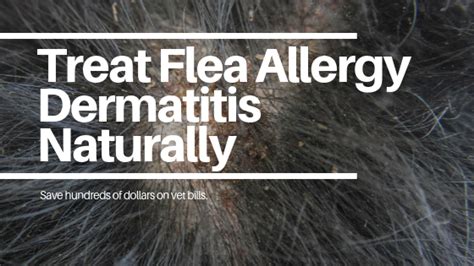 How to Treat Flea Allergy Dermatitis in Dogs Naturally