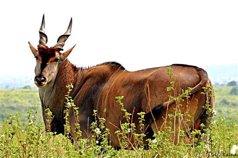 Majestic Eland Bull Photograph by Ali Satar - Pixels