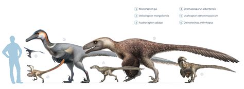 Size comparison of a velociraptor and it's cousins relative to the ...