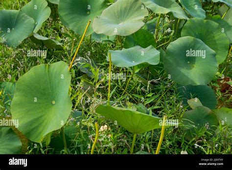 Great Meadows National Wildlife Stock Photo - Alamy