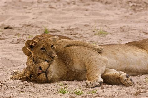 Lion cub hugs mother Photograph by Johan Elzenga - Pixels