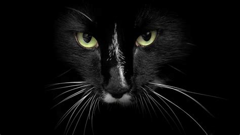 Kucing Hitam Wallpaper