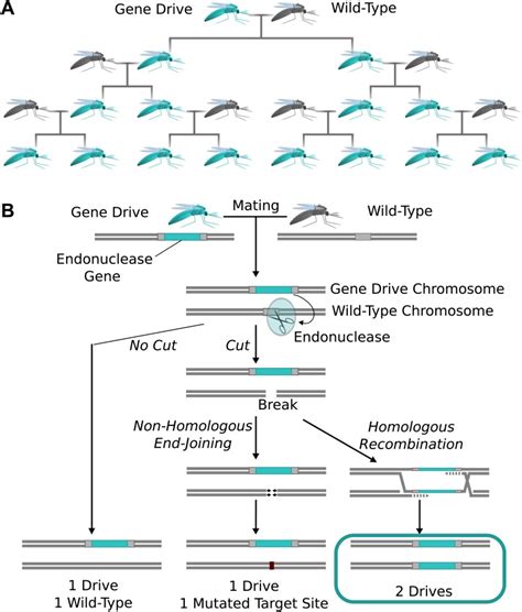 Exciting CRISPR-powered "gene drive" also has scientists deeply ...