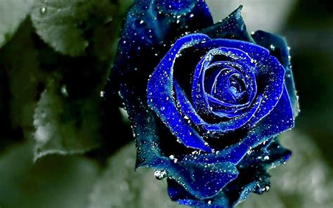 Best Wallpaper Blue Rose Abstract Free