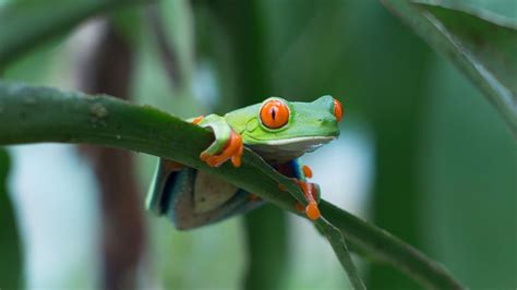 The Red-Eyed Tree Frog: A Colorful Face of Rainforest Conservation