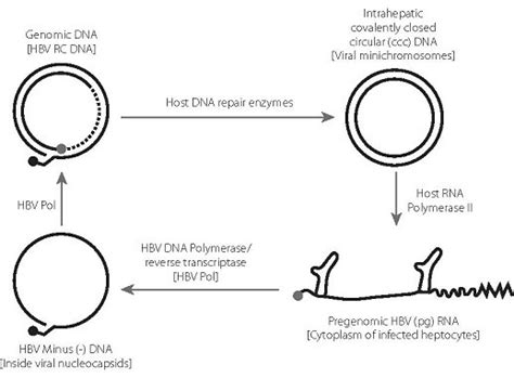 Virology: viral replication, current therapy and progress to a cure - B ...