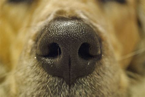 What Does It Mean If Dogs Nose Is Dry