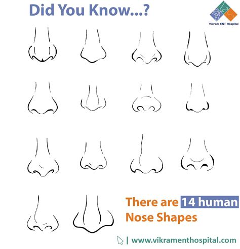 Drawing different nose shapes - plumlery