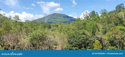 Sarawak Rainforest stock photo. Image of view, love - 267993846