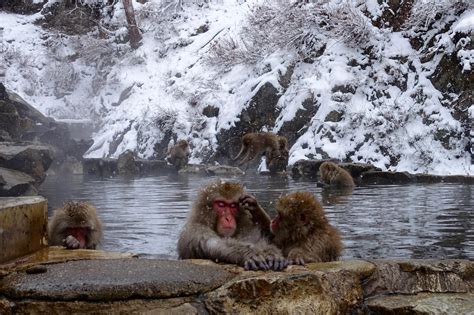 Snow Monkeys in the Winter, Nagano : r/japanpics