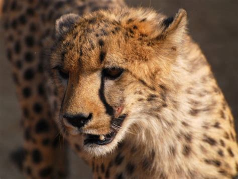 Cheetah Teeth Stock Photos, Pictures & Royalty-Free Images - iStock