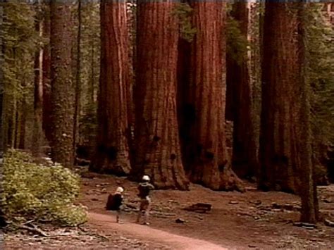 10+ images about Giant Redwoods on Pinterest | The giants, National ...