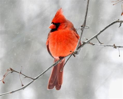 Bird Photography Cardinal Red Bird Winter Bird Male Cardinal Wall Decor ...