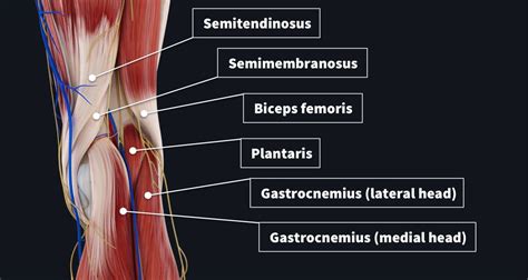 The Popliteal Fossa Complete Anatomy | Images and Photos finder