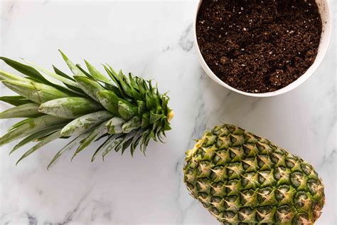 Can You Eat an Indoor Pineapple Plant? Exploring the Edibility and ...