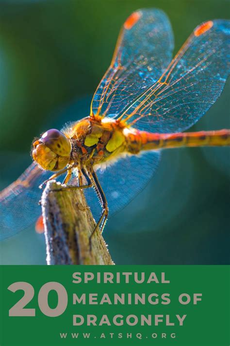 Dragonfly Symbolism: 20 Spiritual Meanings Of Dragonfly