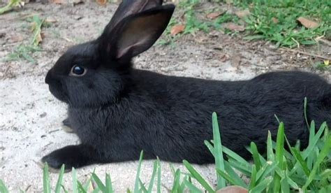 Black Rabbit Breeds | 11 Black Pet Rabbit Breeds | Hutch and Cage