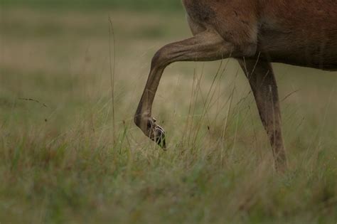 Free Photo | Red deer in the nature habitat during the deer rut ...