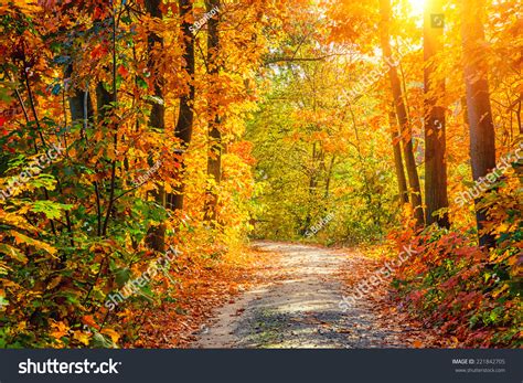 Road Autumn Forest Stock Photo 221842705 | Shutterstock