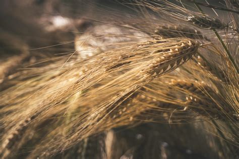 Macro Photography of Green Grass · Free Stock Photo