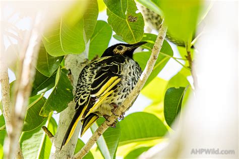 Regent Honeyeater – AHP Wild