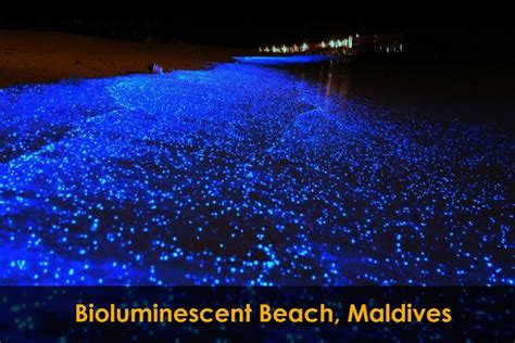 Bioluminescent Beach, Maldives | Beaches in the world, Maldives ...