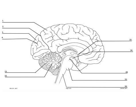 Human Brain Anatomy Part 1 Quiz