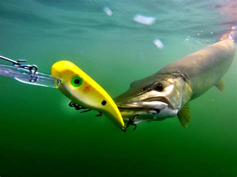 Llungen Lures | Musky Fishing Baits and Fishing Lures