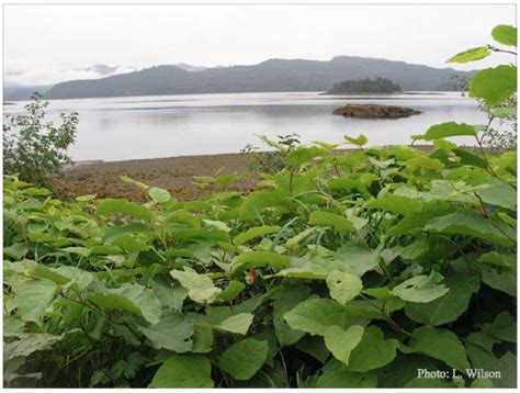 Invasive & NOXIOUS Knotweed Growing In Steelhead!! | Steelhead Community