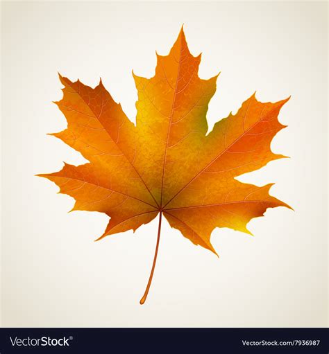 autumn maple leaf - campestre.al.gov.br