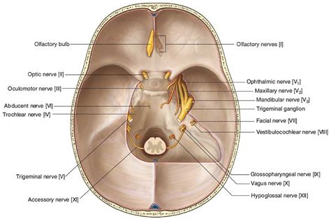 Trigeminal nerve anatomy, branches, distribution, function, damage & pain