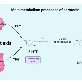 TPH1, tryptophan hydroxylase 1; TPH2, tryptophan hydroxylase 2; 5-HTP ...