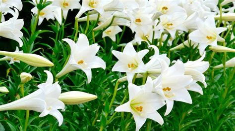 Types Of White Lilies With Pictures And Names - Infoupdate.org