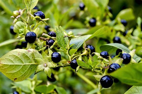 Deadly Nightshade (Atropa belladonna): Your Complete Guide - Petal Republic