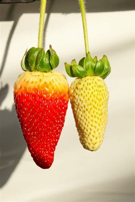 Red Strawberry and Yellow Strawberry Stock Photo - Image of ripe ...