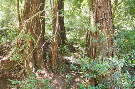 Bridle Trail at Reinhardt Redwood Regional Park - Lonely Hiker