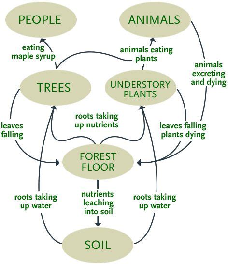 Diagram Of An Ecosystem