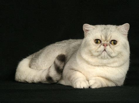 Animal Photo: Exotic Shorthair Cats