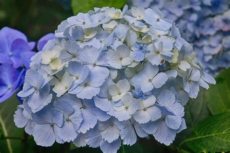 JibberJabberUK: Growing hydrangeas