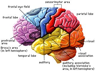 Prefrontal Cortex Diagram