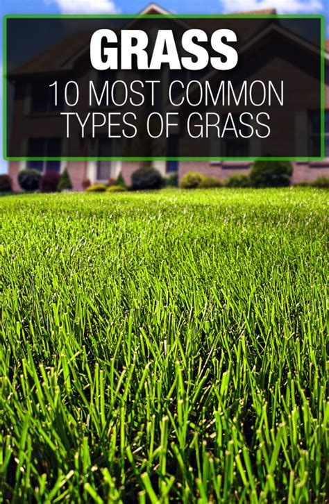 What Are The Most Common Types of Grass? 10 Most Common Types